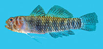 To FishBase images (<i>Eviota tigrina</i>, Tonga, by Randall, J.E.)