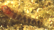 To FishBase images (<i>Eviota winterbottomi</i>, Indonesia, by Randall, J.E.)