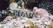 To FishBase images (<i>Eviota zonura</i>, Indonesia, by Randall, J.E.)