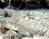 To FishBase images (<i>Exyrias akihito</i>, Palau, by Randall, J.E.)