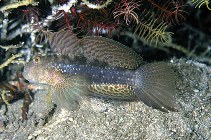 To FishBase images (<i>Exyrias belissimus</i>, Indonesia, by Petrinos, C.)