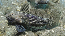 To FishBase images (<i>Exyrias ferrarisi</i>, Indonesia, by Tonozuka, T.)