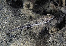 Image of Favonigobius exquisitus (Exquisite sand-goby)