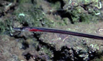 To FishBase images (<i>Facciolella oxyrhyncha</i>, Madeira Is., by Wirtz, P.)