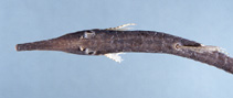 Image of Farlowella platorynchus 