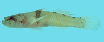 To FishBase images (<i>Feia dabra</i>, Palau, by Winterbottom, R.)