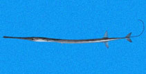 Image of Fistularia corneta (Pacific cornetfish)
