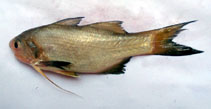To FishBase images (<i>Filimanus heptadactyla</i>, India, by Devarapalli, P.)