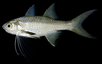 Image of Filimanus sealei (Eightfinger threadfin)