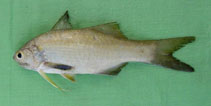 To FishBase images (<i>Filimanus similis</i>, Pakistan, by Khan, M.M.)