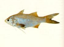 To FishBase images (<i>Filimanus xanthonema</i>, by CSIRO)