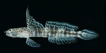 To FishBase images (<i>Tomiyamichthys dorsostigma</i>, Egypt, by Randall, J.E.)