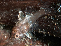 To FishBase images (<i>Foa fo</i>, Indonesia, by Ryanskiy, A.)
