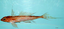 To FishBase images (<i>Foetorepus agassizii</i>, by NOAA\NMFS\Mississippi Laboratory)