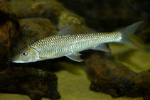 To FishBase images (<i>Folifer brevifilis</i>, by JJPhoto)