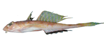 To FishBase images (<i>Foetorepus dagmarae</i>, Brazil, by Vaske Jr., T.)