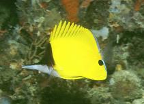 To FishBase images (<i>Forcipiger flavissimus</i>, Papua New Guinea, by Patzner, R.)