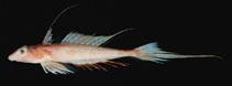 To FishBase images (<i>Foetorepus goodenbeani</i>, USA, by Museum of Comparative Zoology (MCZ), Harvard University)