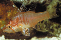 To FishBase images (<i>Foa hyalina</i>, Papua New Guinea, by Allen, G.R.)