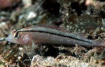 To FishBase images (<i>Forsterygion lapillum</i>, New Zealand, by Clements, K.)