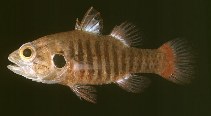 To FishBase images (<i>Fowleria marmorata</i>, Solomon Is., by Randall, J.E.)