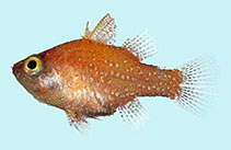 To FishBase images (<i>Foa nivosa</i>, Palau, by Winterbottom, R.)