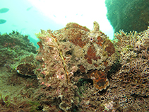 To FishBase images (<i>Antennarius senegalensis</i>, Cape Verde, by Wirtz, P.)