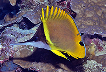 To FishBase images (<i>Forcipiger wanai</i>, Indonesia, by Conservation International/GR Allen)