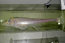 To FishBase images (<i>Freemanichthys thompsoni</i>, Russia, by Tatarinov, A.C.)