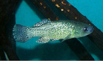 To FishBase images (<i>Fundulus bermudae</i>, by Outerbridge, M.)