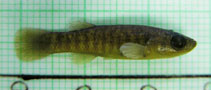 Image of Fundulus confluentus (Marsh killifish)