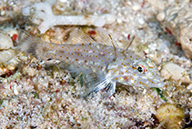 To FishBase images (<i>Fusigobius gracilis</i>, Indonesia, by Greenfield, J.)