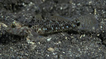 To FishBase images (<i>Fusigobius humeralis</i>, Indonesia, by Randall, J.E.)