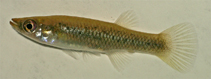 To FishBase images (<i>Fundulus jenkinsi</i>, USA, by Grammer, G.L.)