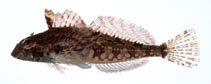To FishBase images (<i>Furcina osimae</i>, Japan, by Suzuki, T.)