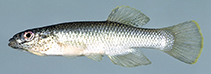Image of Fundulus rathbuni (Speckled killifish)