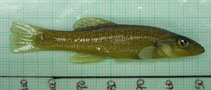 To FishBase images (<i>Fundulus seminolis</i>, USA, by Welsh, D.P.)