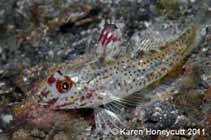 To FishBase images (<i>Fusigobius signipinnis</i>, Indonesia, by Honeycutt, K.)