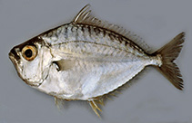 To FishBase images (<i>Gazza rhombea</i>, Indonesia, by Gloerfelt-Tarp, T.)