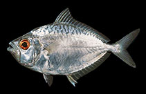To FishBase images (<i>Gazza achlamys</i>, Indonesia, by Randall, J.E.)