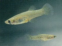 To FishBase images (<i>Gambusia affinis affinis</i>, New Zealand, by McDowall, R.M.)