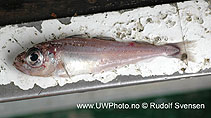 To FishBase images (<i>Gadiculus argenteus thori</i>, Norway, by Svensen, R.)