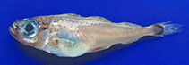 To FishBase images (<i>Gadiculus argenteus</i>, Spain, by García Rodríguez, M.)