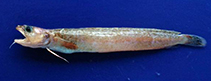 To FishBase images (<i>Gaidropsarus biscayensis</i>, Spain, by García Rodríguez, M.)