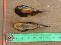 To FishBase images (<i>Gastromyzon borneensis</i>, Indonesia, by Nugraha, S.)