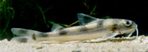 To FishBase images (<i>Gagata cenia</i>, by Freyhof, J.)