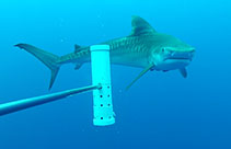 To FishBase images (<i>Galeocerdo cuvier</i>, Australia, by University of Western Australia (UWA))