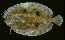 To FishBase images (<i>Gastropsetta frontalis</i>, by Kolding, J.)