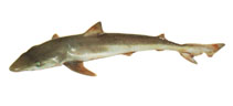 To FishBase images (<i>Galeorhinus galeus</i>, New Zealand, by SeaFIC)