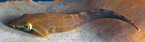 Image of Gastrocyathus gracilis (Slender clingfish)